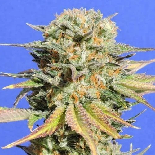 Bruce Banner #3 van Original Sensible Seeds