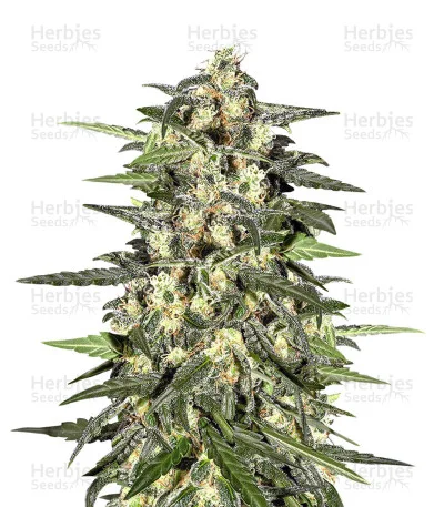 Jack Herer van Original Sensible Seeds