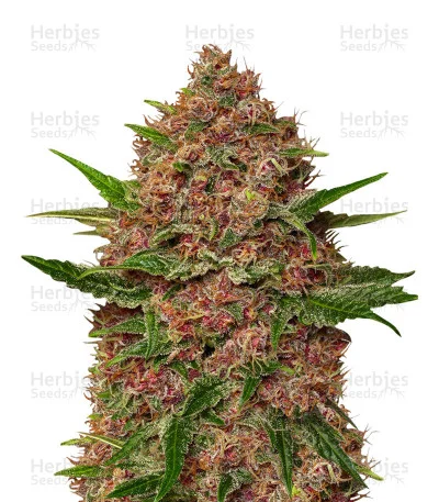 Purple Punch Cookies van Original Sensible Seeds