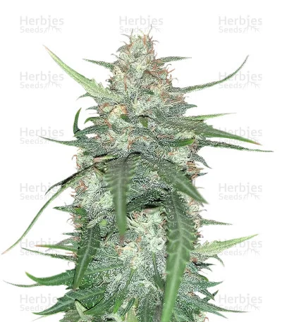 Super Lemon Haze van Original Sensible Seeds
