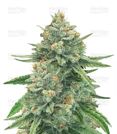 GG#4 Original Glue van Original Sensible Seeds