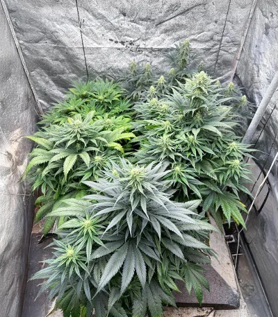 Blackwater van Original Sensible Seeds