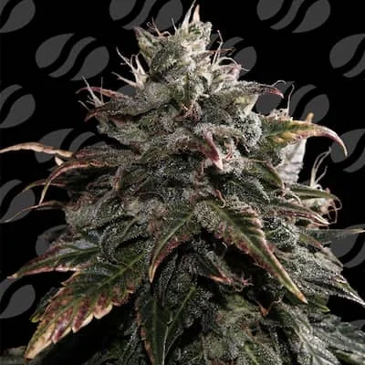 Papaya Stank van Original Sensible Seeds
