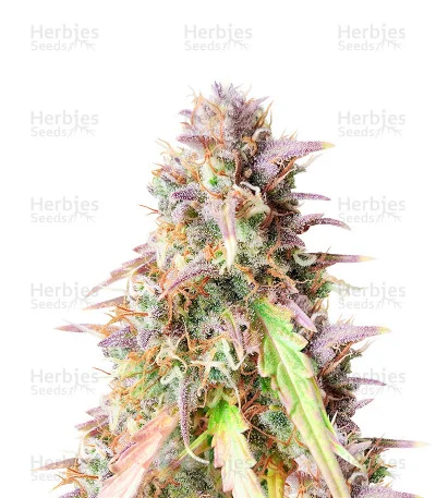 Blueberry Cookies van Original Sensible Seeds