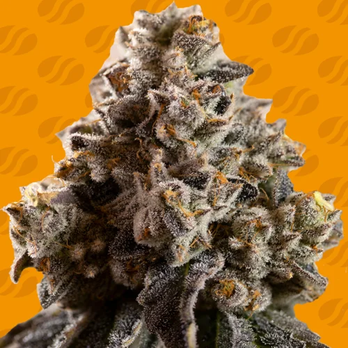 Alien Moonrocks van Original Sensible Seeds