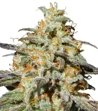 Biscotti van Original Sensible Seeds