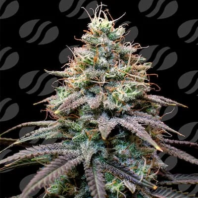 FumePop van Original Sensible Seeds