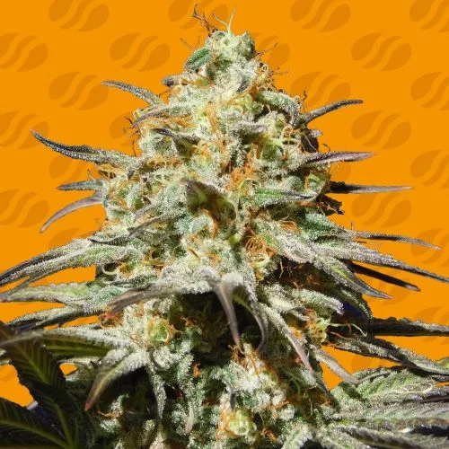 Black Orchid van Original Sensible Seeds
