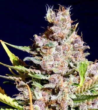 Alien Gorilla van Original Sensible Seeds