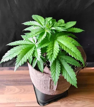 Ghost Train Power van Original Sensible Seeds