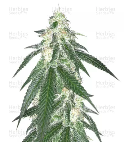 Grandaddy Black van Original Sensible Seeds