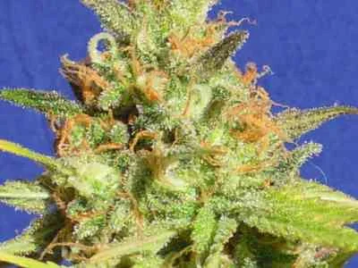 Zkittlez van Original Sensible Seeds