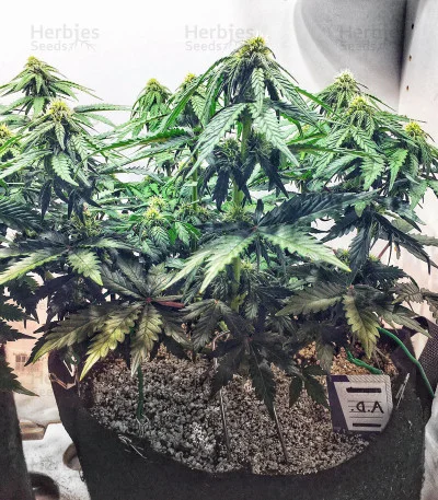 AK XXL van Original Sensible Seeds