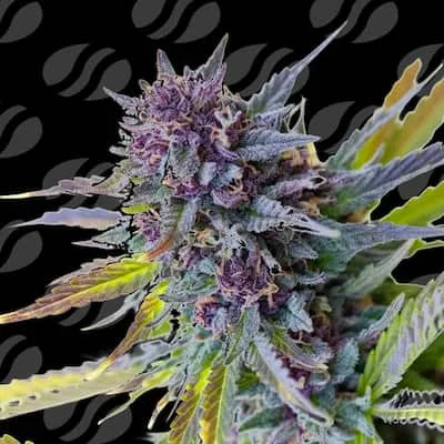 Purple Lemon Tree XL van Original Sensible Seeds