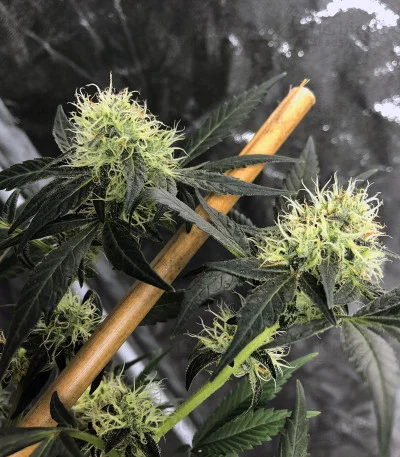 Blueberry Ghost OG van Original Sensible Seeds
