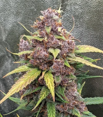Alien Moonrocks van Original Sensible Seeds