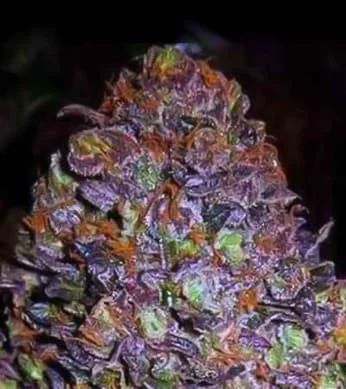 Purple Haze van Original Sensible Seeds