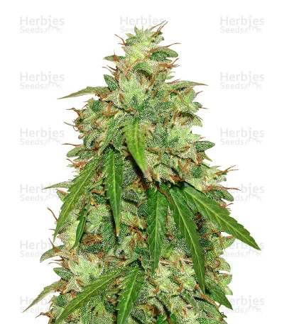 Girl Scout Cookies van Original Sensible Seeds