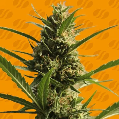 CannaBoom CBD+ van Original Sensible Seeds