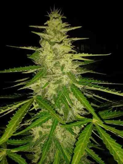 JH van Original Sensible Seeds