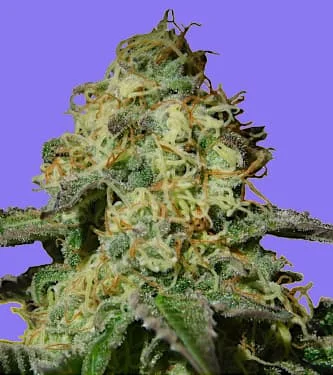 Jealousy van Original Sensible Seeds