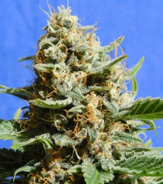 Kush Mintz Fast van Original Sensible Seeds