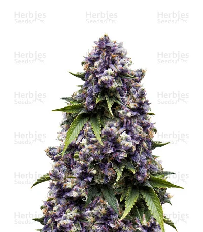 Purple van Original Sensible Seeds