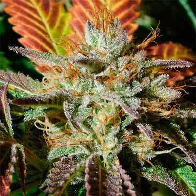 Wedding Cookies van Original Sensible Seeds