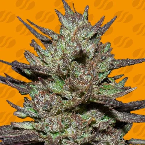 Pink Rozay van Original Sensible Seeds