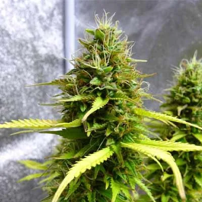 Lemon Oasis van Original Sensible Seeds