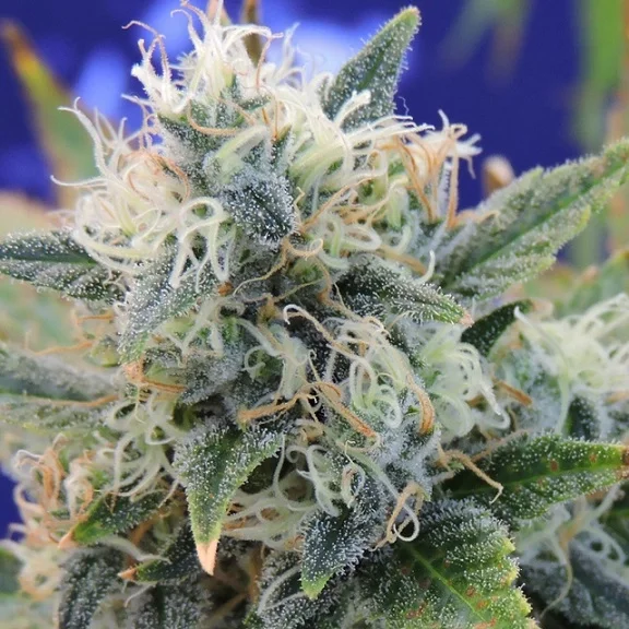 Gorilla Glue #4 van Original Sensible Seeds