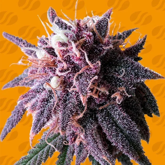Purple Haze van Original Sensible Seeds