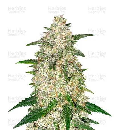 Gelato van Original Sensible Seeds