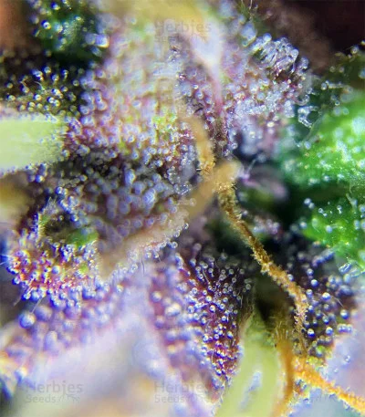 Purple van Original Sensible Seeds