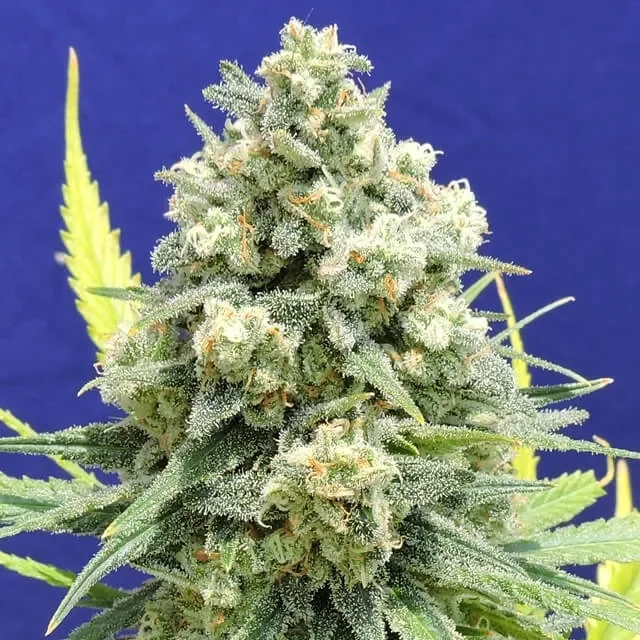 White Critical van Original Sensible Seeds