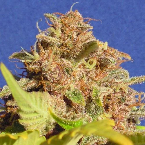 Wedding Cake van Original Sensible Seeds