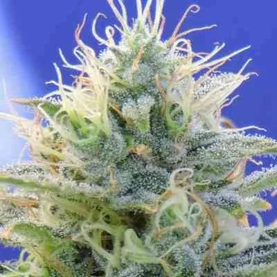 OG Kush van Original Sensible Seeds