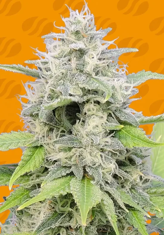Gorilla Zkittlez van Original Sensible Seeds