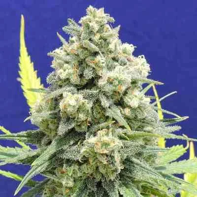 White Critical van Original Sensible Seeds