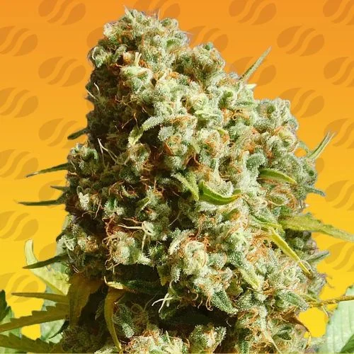 Bruce Banner #3 Fast van Original Sensible Seeds