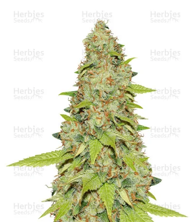 Super Skunk van Original Sensible Seeds