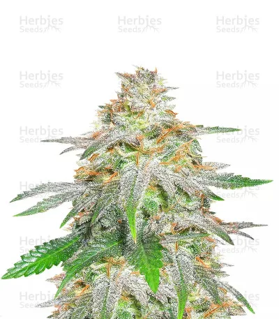Banana Sherbet van Original Sensible Seeds