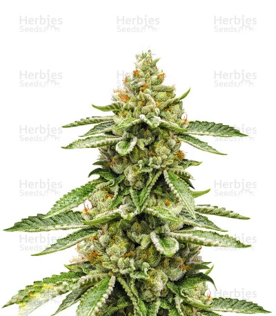Ghost OG van Original Sensible Seeds