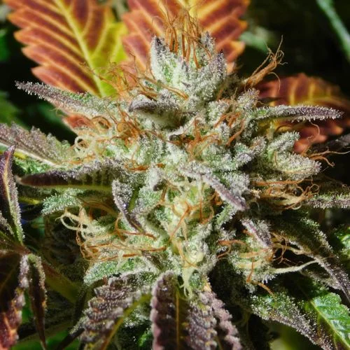 Wedding Cookies van Original Sensible Seeds
