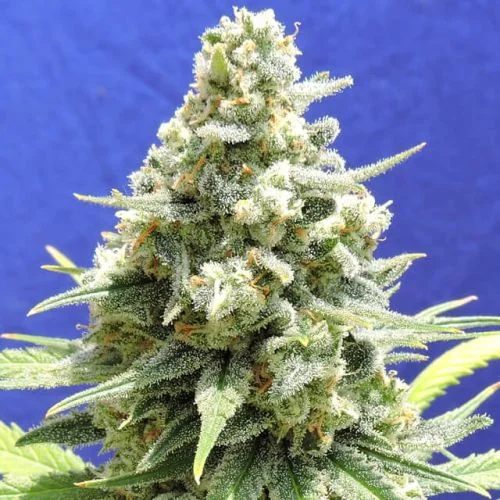 Amnesia Lemon Kush van Original Sensible Seeds