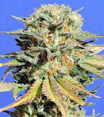 Bruce Banner #3 van Original Sensible Seeds