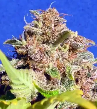 Wedding Cake van Original Sensible Seeds