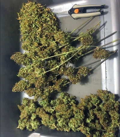 Girl Scout Cookies van Original Sensible Seeds