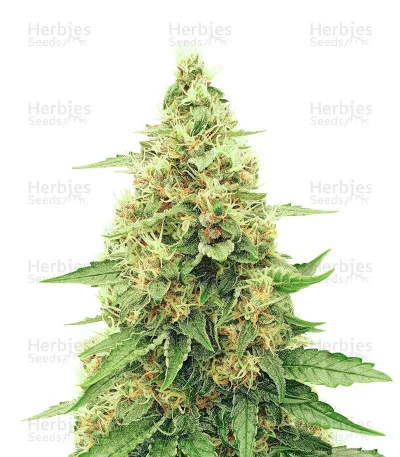 Runtz Gum van Original Sensible Seeds