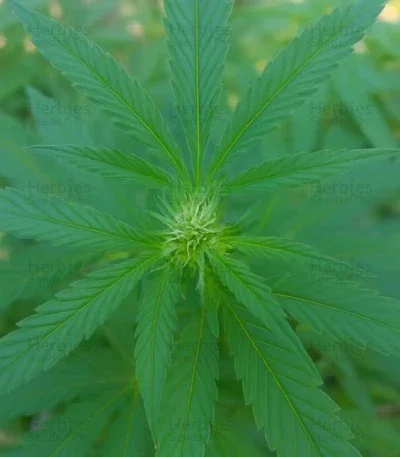 Trop Cherry van Original Sensible Seeds